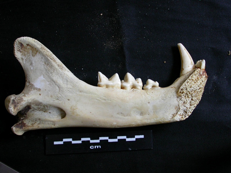 Mandibule (16860 visites) Panthera leo - Mâle - Jeune adulte - Élément gaucheCollection : Langata Nat.Park (Id:OM7477) - Pa... Mandibule