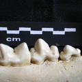 Dentition inférieure (16275 visites) Panthera leo - Mâle - Jeune adulte - Élément gaucheCollection : Langata Nat.Park (Id:OM7477) - Pa... Dentition inférieure
