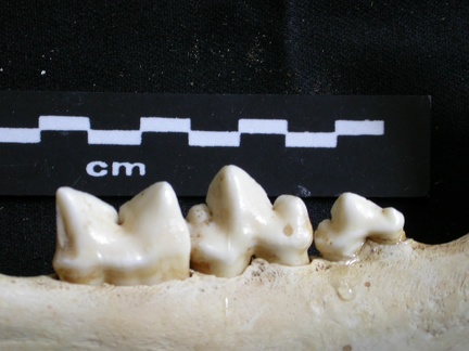 Dentition inférieure (16277 visites) Panthera leo - Mâle - Jeune adulte - Élément gaucheCollection : Langata Nat.Park (Id:OM7477) - Pa... Dentition inférieure
