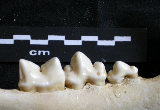 Dentition inférieure (16221 visites) Panthera leo - Mâle - Jeune adulte - Élément gaucheCollection : Langata Nat.Park (Id:OM7477) - Pa... Dentition inférieure