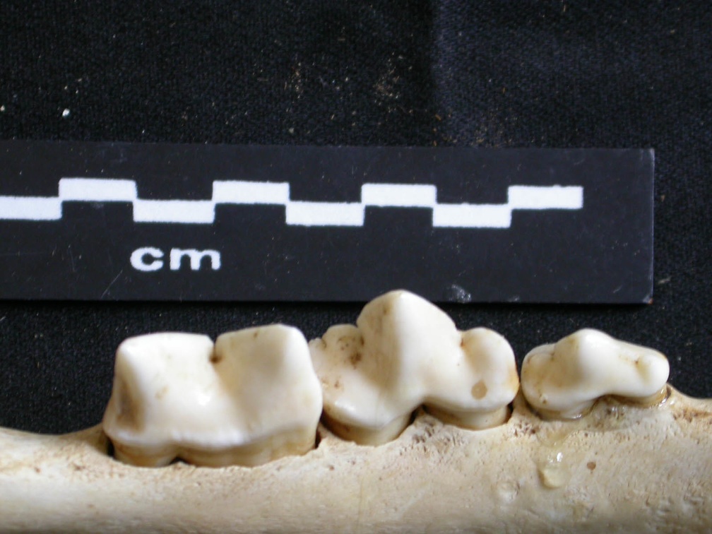 Dentition inférieure (16269 visites) Panthera leo - Mâle - Jeune adulte - Élément gaucheCollection : Langata Nat.Park (Id:OM7477) - Pa... Dentition inférieure