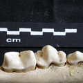 Dentition inférieure (16315 visites) Panthera leo - Mâle - Jeune adulte - Élément gaucheCollection : Langata Nat.Park (Id:OM7477) - Pa... Dentition inférieure