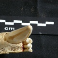 Dentition inférieure (16008 visites) Panthera leo - Mâle - Jeune adulte - Élément gaucheCollection : Langata Nat.Park (Id:OM7477) - Pa... Dentition inférieure