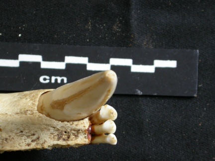 Dentition inférieure (16050 visites) Panthera leo - Mâle - Jeune adulte - Élément gaucheCollection : Langata Nat.Park (Id:OM7477) - Pa... Dentition inférieure