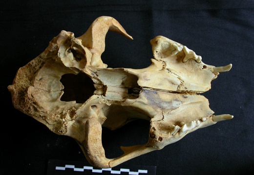 Skull: ventral sight