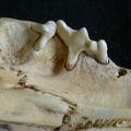 Dentition supérieure (18992 visites) Panthera leo - JuvénileCollection : Nanyuki (Id:OM888) - Pays : Kenya
Dentition supérieure