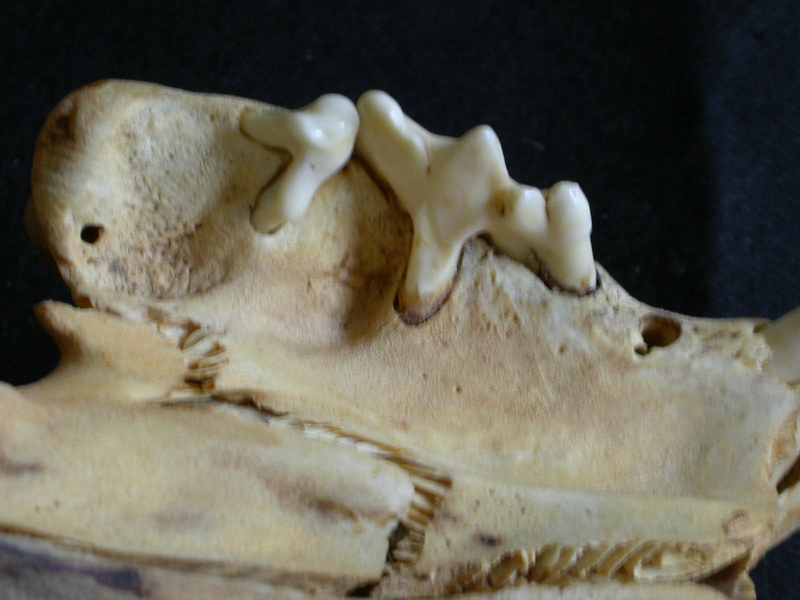 Dentition supérieure (18829 visites) Panthera leo - JuvénileCollection : Nanyuki (Id:OM888) - Pays : Kenya
Dentition supérieure