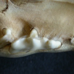 Dentition supérieure (19358 visites) Panthera leo - JuvénileCollection : Nanyuki (Id:OM888) - Pays : Kenya
Dentition supérieure