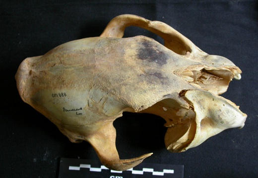 Skull: frontal sight