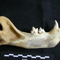 Mandibule (18616 visites) Panthera leo - Juvénile - Élément droitCollection : Nanyuki (Id:OM888) - Pays : Kenya
Mandibule