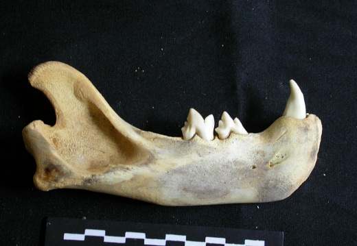 Mandible