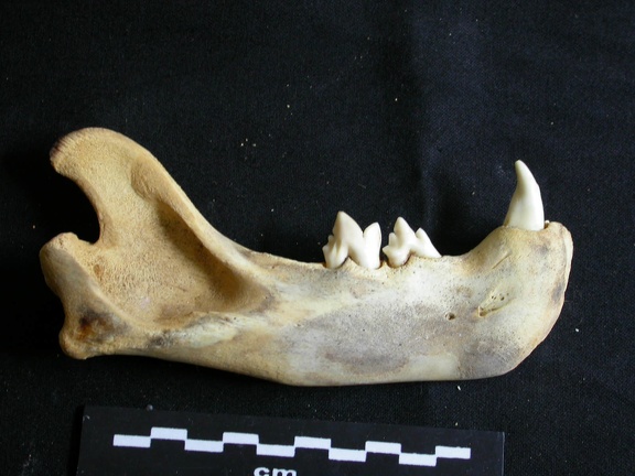 Mandibule (18644 visites) Panthera leo - Juvénile - Élément droitCollection : Nanyuki (Id:OM888) - Pays : Kenya
Mandibule
