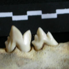 Dentition inférieure (18902 visites) Panthera leo - Juvénile - Élément droitCollection : Nanyuki (Id:OM888) - Pays : Kenya
Dentition inférieure