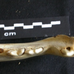Dentition inférieure (18048 visites) Panthera leo - Juvénile - Élément droitCollection : Nanyuki (Id:OM888) - Pays : Kenya
Dentition inférieure