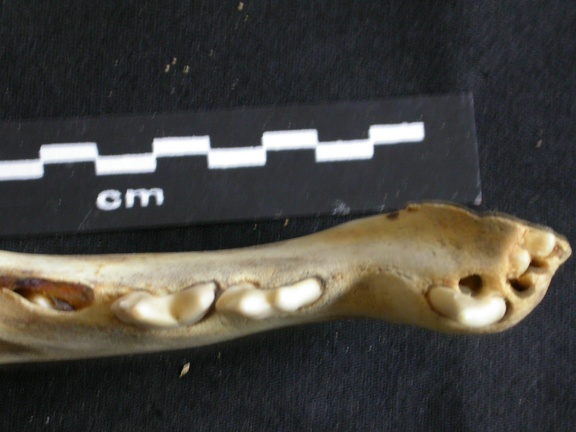 Dentition inférieure (18046 visites) Panthera leo - Juvénile - Élément droitCollection : Nanyuki (Id:OM888) - Pays : Kenya
Dentition inférieure