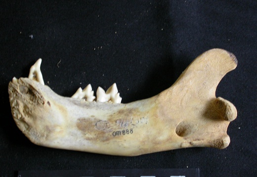 Mandible