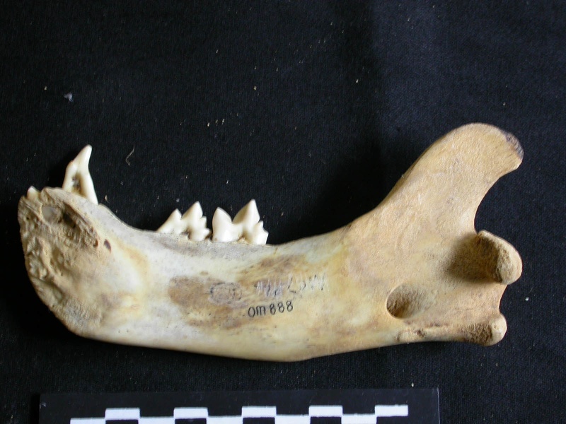 Mandibule (18223 visites) Panthera leo - Juvénile - Élément droitCollection : Nanyuki (Id:OM888) - Pays : Kenya
Mandibule