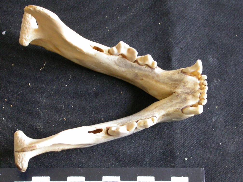 Mandibules