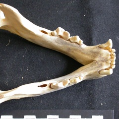 Mandibules (18198 visites) Panthera leo - JuvénileCollection : Nanyuki (Id:OM888) - Pays : Kenya
Mandibules