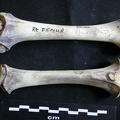 Fémur et tibia (22672 visites) Panthera leo - Juvénile (9 mois) - Éléments droitsCollection : Seronera (Id:OM886) - Pays : Kenya... Fémur et tibia