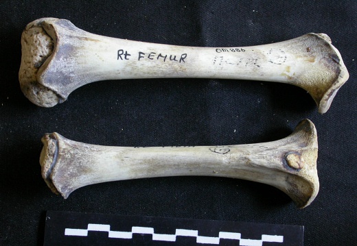  Femur and tibia