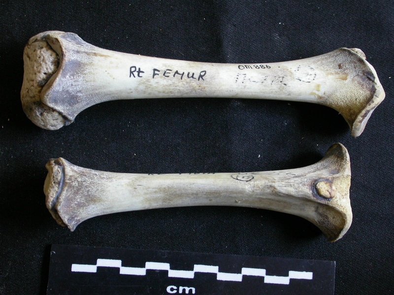 Fémur et tibia (22429 visites) Panthera leo - Juvénile (9 mois) - Éléments droitsCollection : Seronera (Id:OM886) - Pays : Kenya... Fémur et tibia
