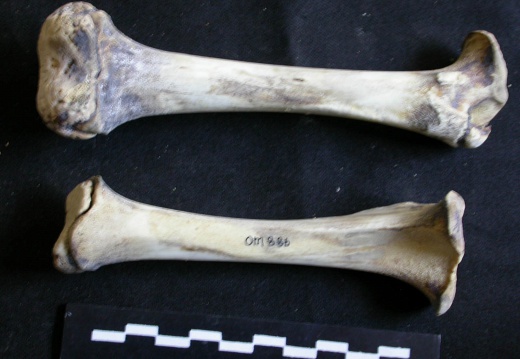  Femur and tibia