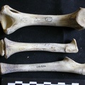 Humérus, radius et ulna (25903 visites) Panthera leo - Juvénile (9 mois) - Éléments droitsCollection : Seronera (Id:OM886) - Pays : Kenya... Humérus, radius et ulna
