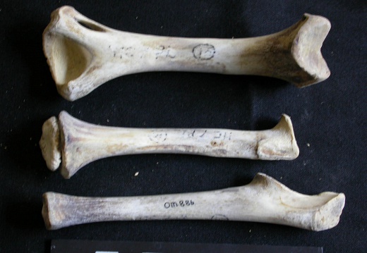 Humerus,radius and ulna