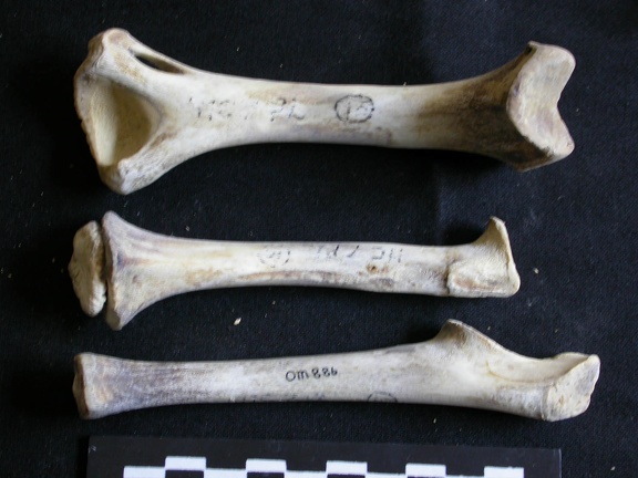 Humérus, radius et ulna (26012 visites) Panthera leo - Juvénile (9 mois) - Éléments droitsCollection : Seronera (Id:OM886) - Pays : Kenya... Humérus, radius et ulna