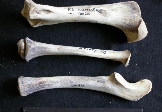 Humerus,radius and ulna