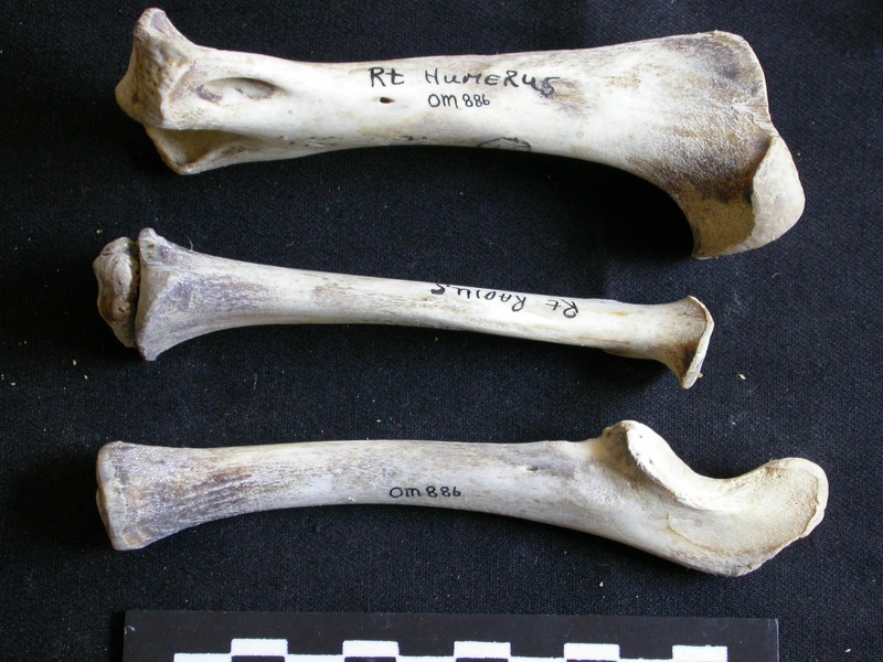 Humérus, radius et ulna (26107 visites) Panthera leo - Juvénile (9 mois) - Éléments droitsCollection : Seronera (Id:OM886) - Pays : Kenya... Humérus, radius et ulna