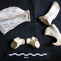 Scapula et coxal (25852 visites) Panthera leo - Juvénile (9 mois) - Éléments droitsCollection : Seronera (Id:OM886) - Pays : Kenya... Scapula et coxal