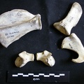 Scapula et coxal