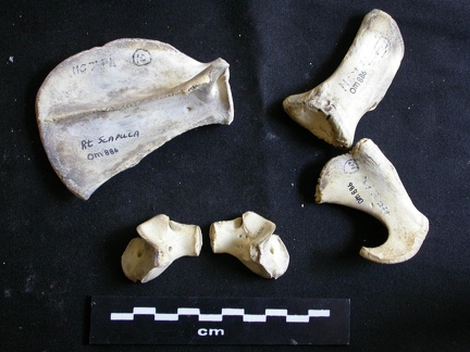 Scapula et coxal (25418 visites) Panthera leo - Juvénile (9 mois) - Éléments droitsCollection : Seronera (Id:OM886) - Pays : Kenya... Scapula et coxal