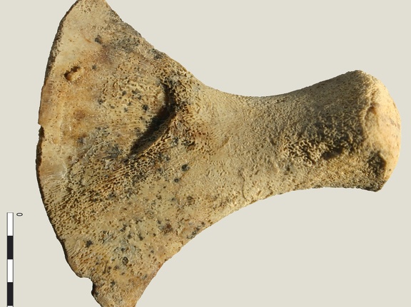Coxal : acétabulum (16205 visites) Equus caballus - Fœtus (22 semaines)Collection : Laboratoire d'Archéozoologie de Compiègne (CRAVO... Coxal : acétabulum