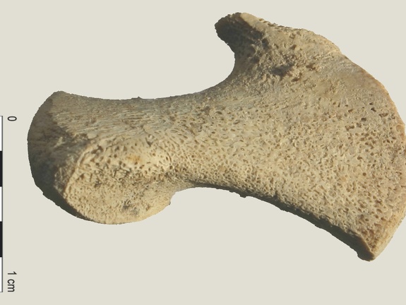 Coxal : ilium (17764 visites) Equus caballus - Fœtus (22 semaines) - Face latéraleCollection : Laboratoire d'Archéozoologie de ... Coxal : ilium