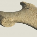 coxal3_copier.jpg