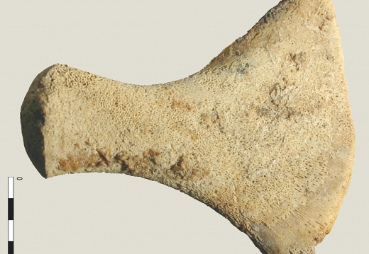 Coxal: acetabulum