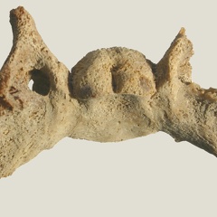  Skull: basisphenoid