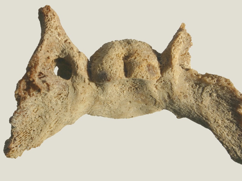Crâne : basisphénoïde (14529 visites) Equus caballus - Fœtus (22 semaines)Collection : Laboratoire d'Archéozoologie de Compiègne (CRAVO... Crâne : basisphénoïde