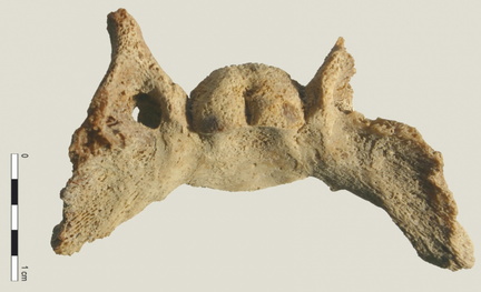 Crâne : basisphénoïde