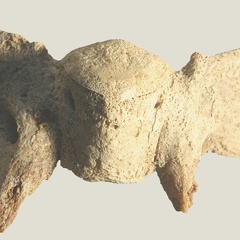  Skull: basisphenoid