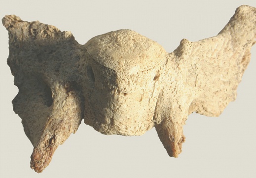  Skull: basisphenoid