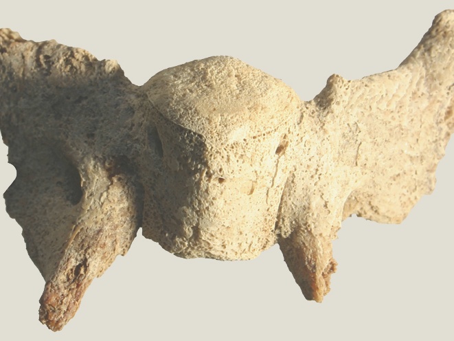 Crâne : basisphénoïde (18290 visites) Equus caballus - Fœtus (22 semaines) - Face latéraleCollection : Laboratoire d'Archéozoologie de ... Crâne : basisphénoïde