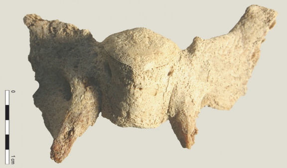  Cráneo: basisfenoides