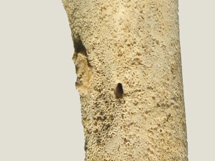 Diáfisis femoral (14868 visitas) Equus caballus - Feto (22 semanas) - Cara lateralColección : Zooarqueología Laboratorio de Compiè... Diáfisis femoral
