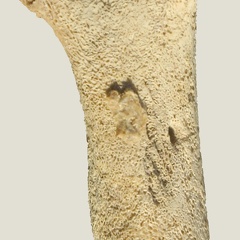 Diaphyse fémorale (15274 visites) Equus caballus - Fœtus (22 semaines) - Face postérieureCollection : Laboratoire d'Archéozoologie ... Diaphyse fémorale