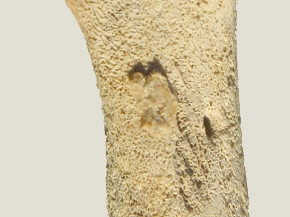 Diaphyse fémorale (15274 visites) Equus caballus - Fœtus (22 semaines) - Face postérieureCollection : Laboratoire d'Archéozoologie ... Diaphyse fémorale