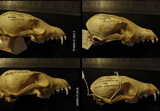 Skulls: right side sight